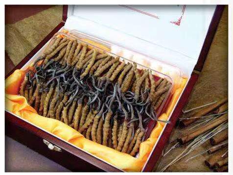 巴宜冬虫夏草回收